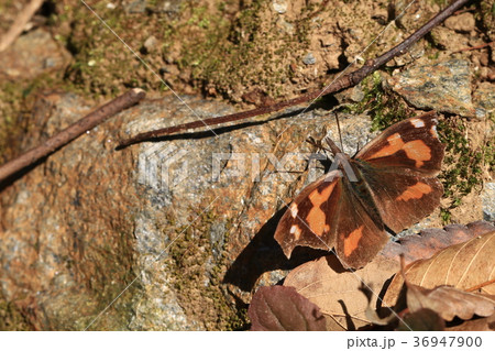 テングチョウ 36947900