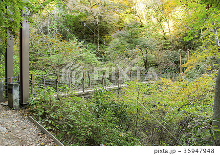 紅葉の高尾山　４号路の吊り橋 みやま橋 36947948
