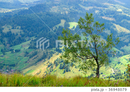 A lonely tree in the mountains 36948079