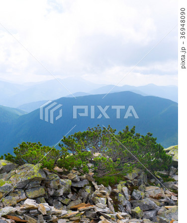 Summer Day in the Mountains. Pine Tree Summer Day in the Mountains. Pine Tree 36948090