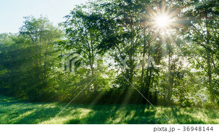 Amazing mystical summer forest lawn 36948144