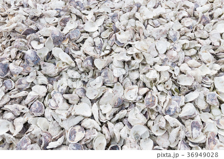 カキ殻 36949028