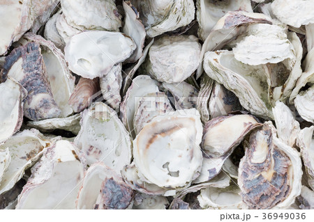 カキ殻 カキ殻 36949036