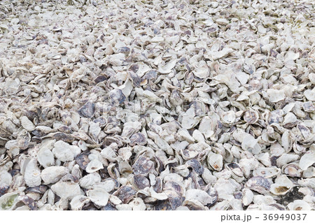 カキ殻 カキ殻 36949037