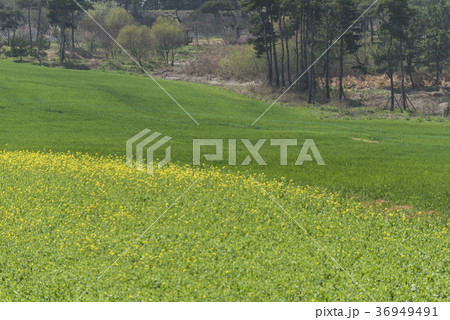 菜の花 松 ツツジ 36949491