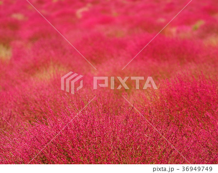 コキア コキア 36949749