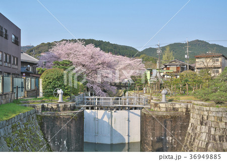 桜花爛漫の琵琶湖疏水 桜花爛漫の琵琶湖疏水 36949885