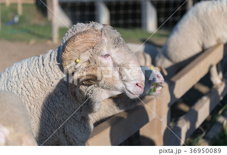 Big Horn Rams or Arles Merino sheep Big Horn Rams or Arles Merino sheep 36950089