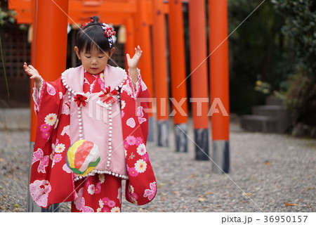七五三の女の子 七五三の女の子 36950157