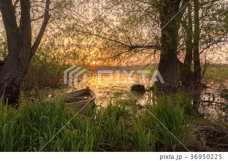 Fishing boats on green grass water, sunrise, fog Fishing boats on green grass water, sunrise, fog 36950225