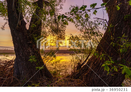 Beautiful summer morning on the river or lake. 36950231