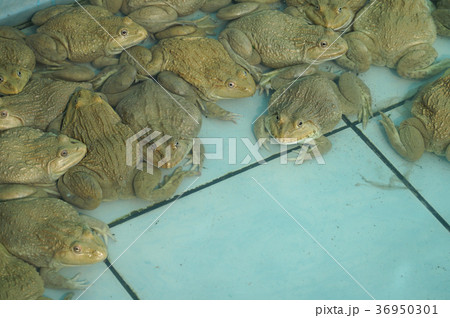 Frogs in the farm and big size Frogs in the farm and big size 36950301