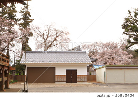 春の板橋不動尊 さくら 春の板橋不動尊 さくら 36950404