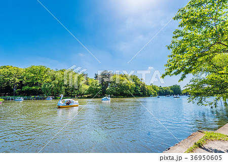 新緑の石神井公園 36950605