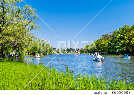 新緑の石神井公園 新緑の石神井公園 36950608