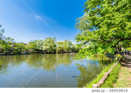 新緑の石神井公園 新緑の石神井公園 36950610