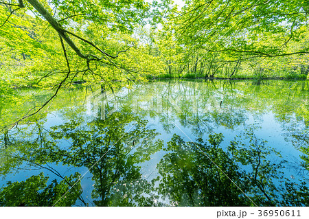 石神井公園 三宝寺池 36950611