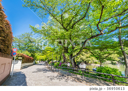 石神井池周辺の遊歩道 36950613