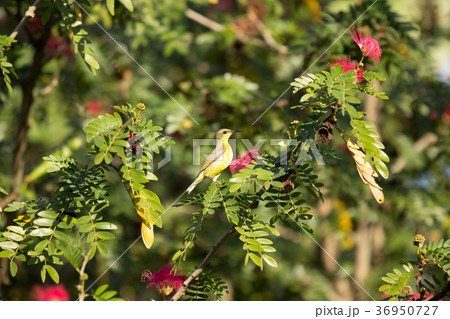 Small bird on Pink flower Powder Puff  36950727