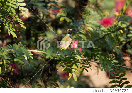 Small bird on Pink flower Powder Puff  36950729