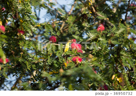 Small bird on Pink flower Powder Puff  36950732