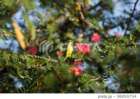 Small bird on Pink flower Powder Puff  36950734