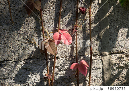 Red leaf of Ivy tree on old cement wall Red leaf of Ivy tree on old cement wall 36950735