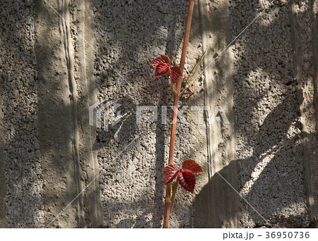 Red leaf of Ivy tree on old cement wall Red leaf of Ivy tree on old cement wall 36950736