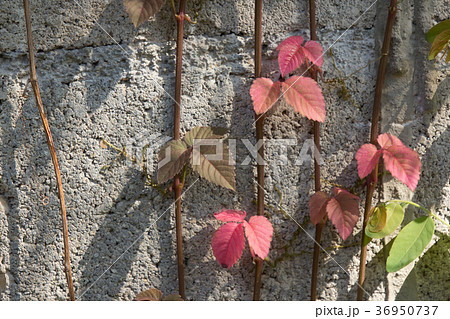 Red leaf of Ivy tree on old cement wall 36950737