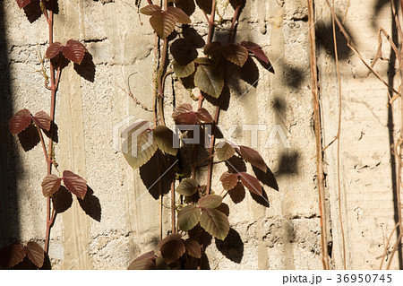 Red leaf of Ivy tree on old cement wall Red leaf of Ivy tree on old cement wall 36950745