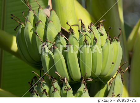 Small bord on Pink flower Powder Puff  36950775