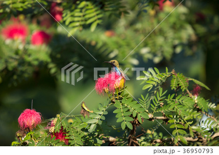 Small bord on Pink flower Powder Puff Small bord on Pink flower Powder Puff 36950793