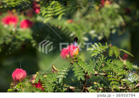 Small bord on Pink flower Powder Puff  36950794