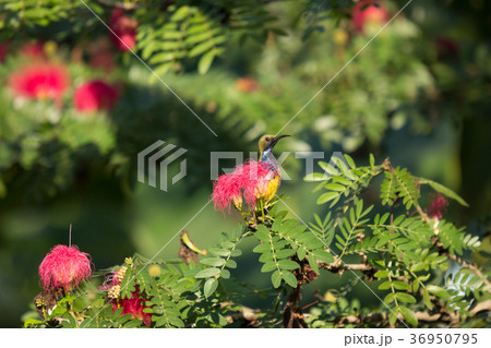 Small bord on Pink flower Powder Puff  36950795