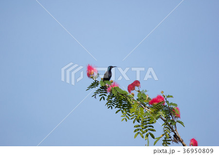 Small bord on Pink flower Powder Puff Small bord on Pink flower Powder Puff 36950809