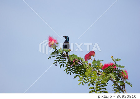 Small bord on Pink flower Powder Puff  36950810