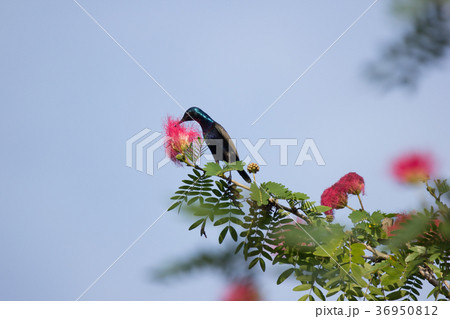 Small bord on Pink flower Powder Puff  36950812
