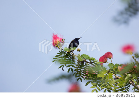 Small bord on Pink flower Powder Puff  36950815