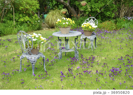 庭に置かれたテーブルとパンジーの花　 36950820