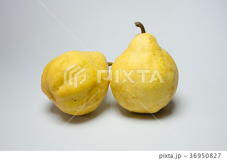 ル・レクチェ 36950827