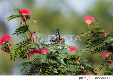 Small bord on Pink flower Powder Puff Small bord on Pink flower Powder Puff 36950831