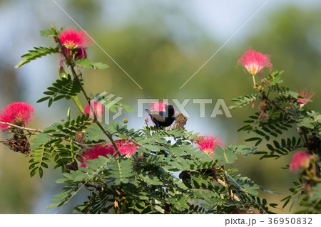 Small bord on Pink flower Powder Puff Small bord on Pink flower Powder Puff 36950832