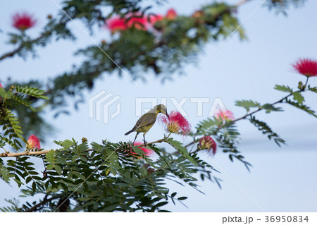 Small bord on Pink flower Powder Puff  36950834