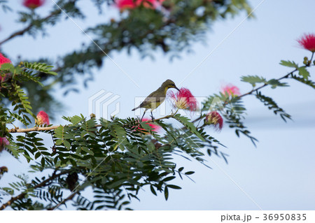 Small bord on Pink flower Powder Puff 36950835