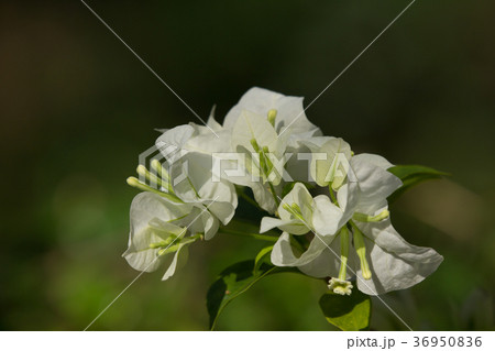 White Bougainvillea flower in dark background 36950836