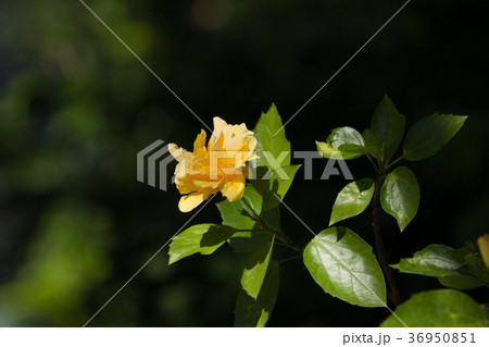 Yellow Hibiscus Flower in black dard background Yellow Hibiscus Flower in black dard background 36950851