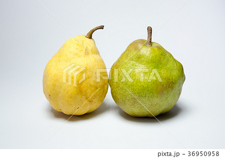 ラフランスとル・レクチエ 36950958