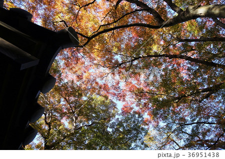 鎌倉 瑞泉寺 紅葉  Kamakura Zuisenji-temple  Autumn Leaves 36951438