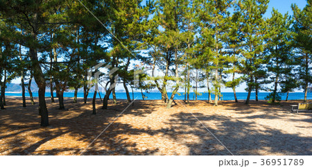 津田の松原 パノラマ写真(香川県、海水浴場) 36951789