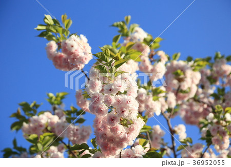 満開の八重桜 36952055
